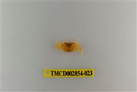 藏品(細足澤蟹)的圖片